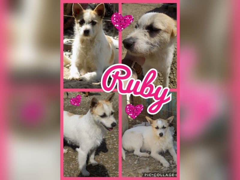 Kleine RUby sucht großes Herz!