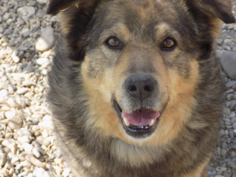 Senior Falco wartet aufs Ticket!