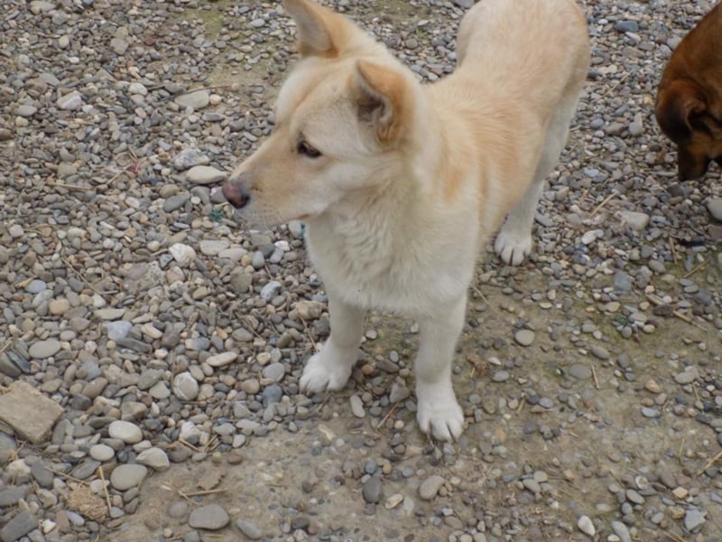 Notfellchen Carlos wartet auf große Chance!