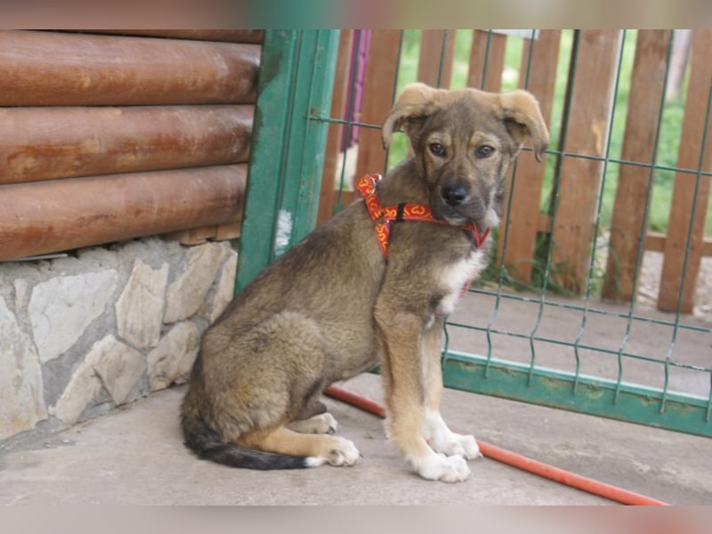 Toller Kenzo sucht DIch!