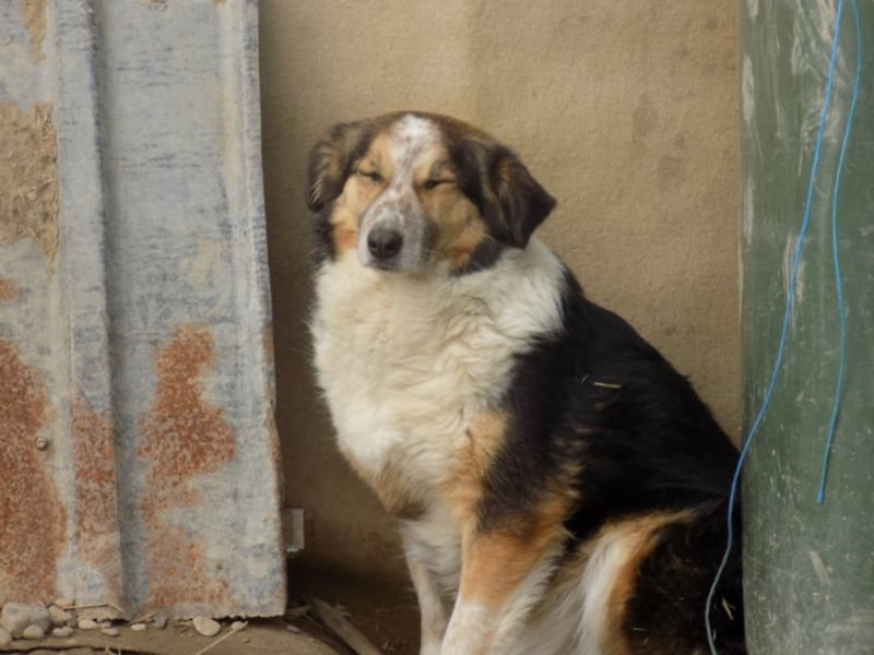 Schöne Shanti sucht Dein Herz!