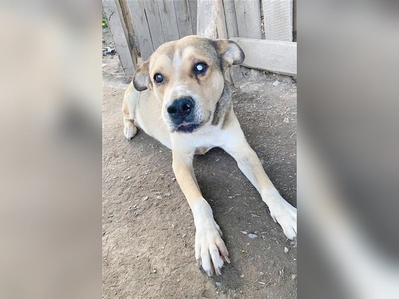 OLD SOUL, wurde einfach zurückgelassen. Ganz armer Tropf