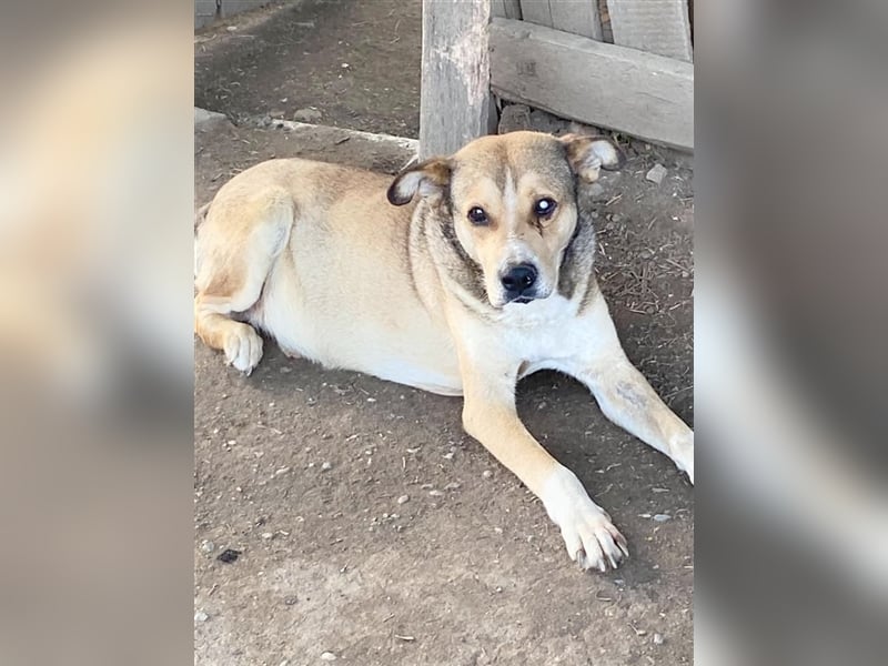 OLD SOUL, wurde einfach zurückgelassen. Ganz armer Tropf