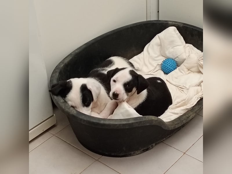 Kessy – verspielt, zutraulich und bereit für die große Welt