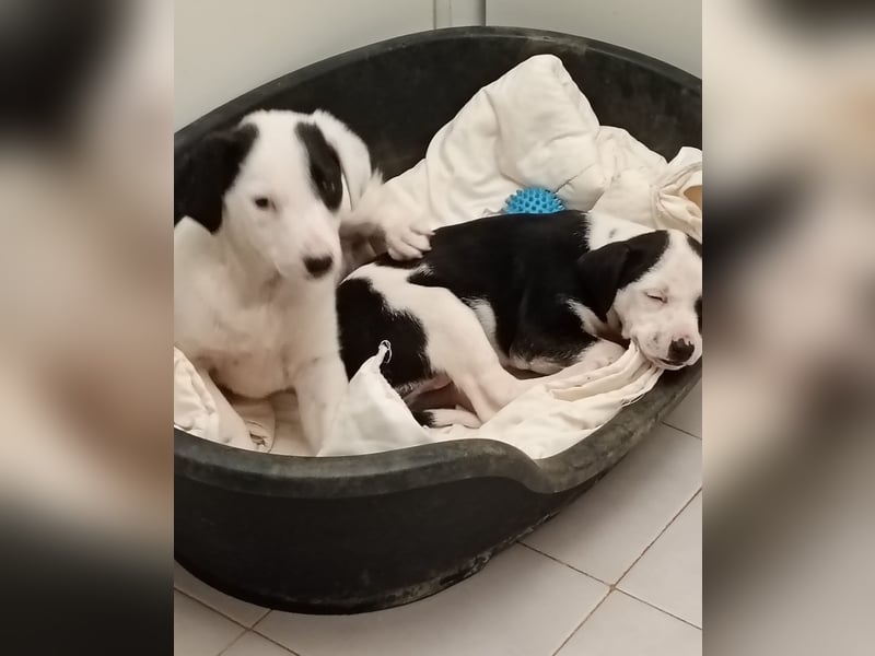 Kessy – verspielt, zutraulich und bereit für die große Welt