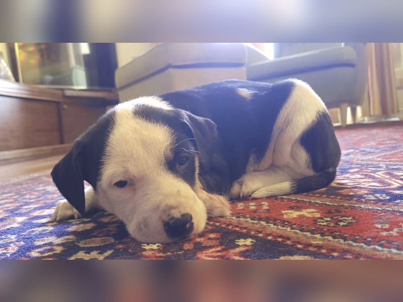 Kessy – verspielt, zutraulich und bereit für die große Welt