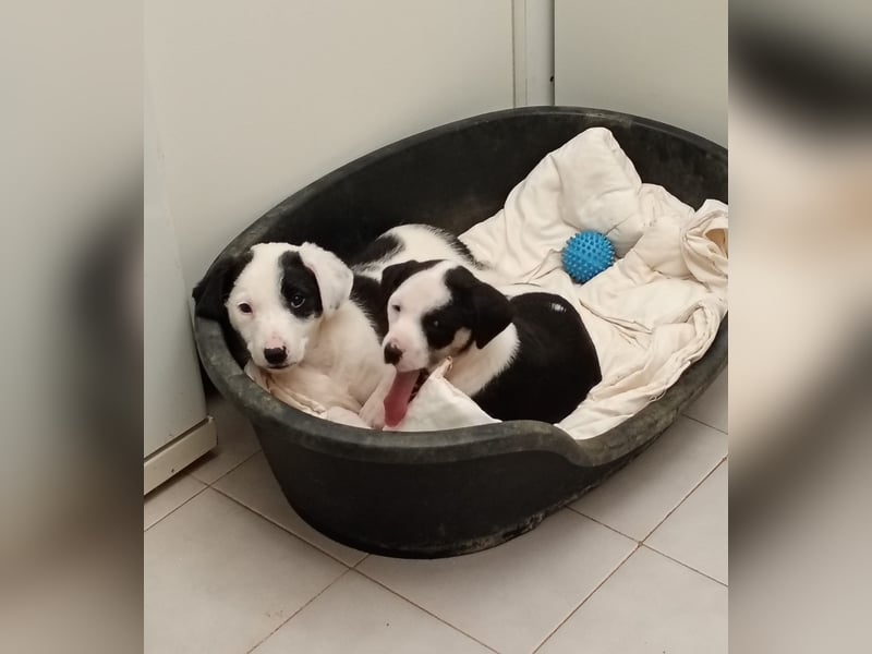 Kessy – verspielt, zutraulich und bereit für die große Welt