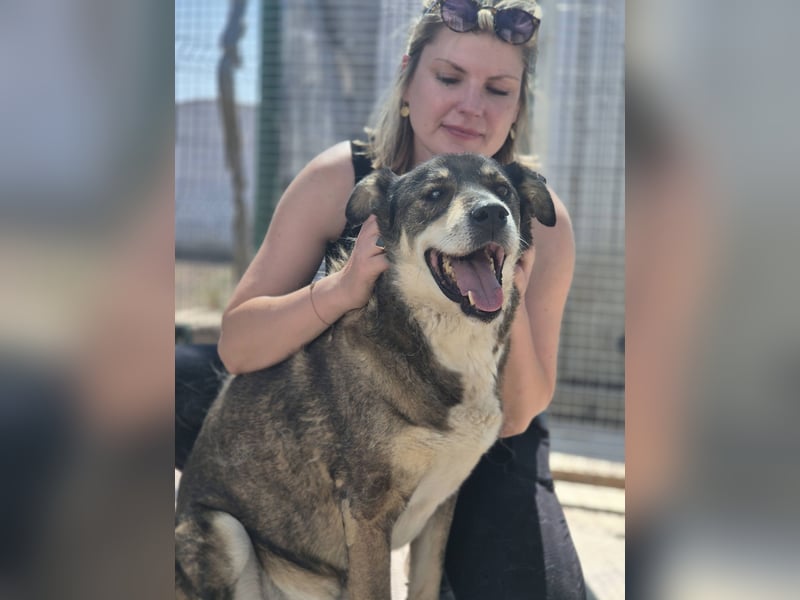 Ted - lieber, verschmuster Senior