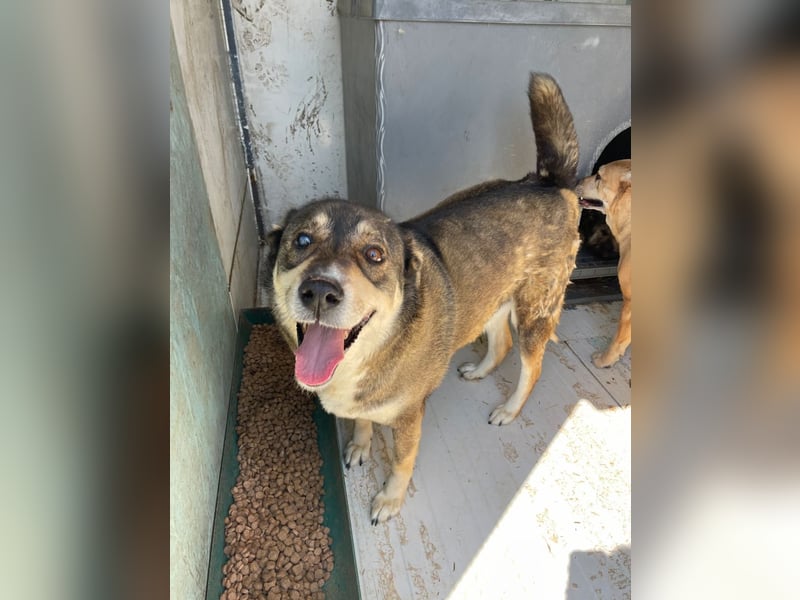 Ted - lieber, verschmuster Senior