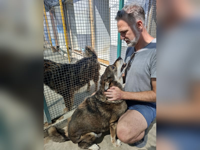 Ted - lieber, verschmuster Senior