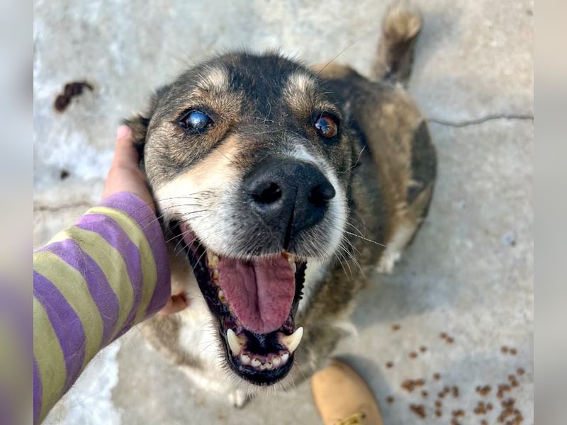 Ted - lieber, verschmuster Senior