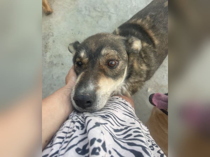 Ted - lieber, verschmuster Senior