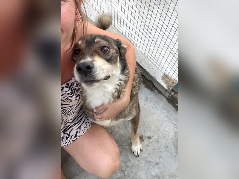 Ted - lieber, verschmuster Senior