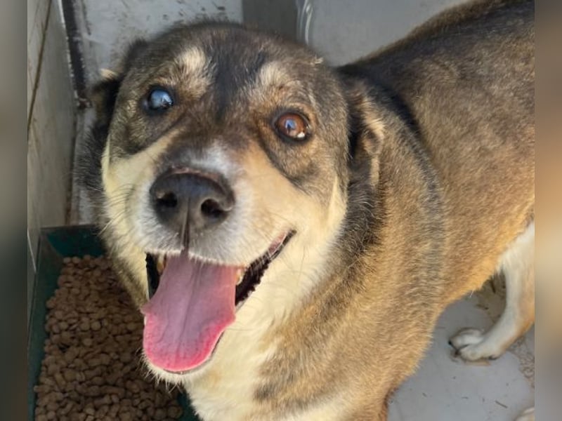 Ted - lieber, verschmuster Senior