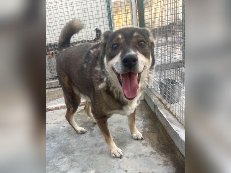 Ted - lieber, verschmuster Senior