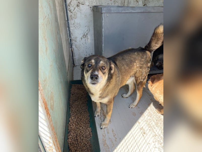 Ted - lieber, verschmuster Senior