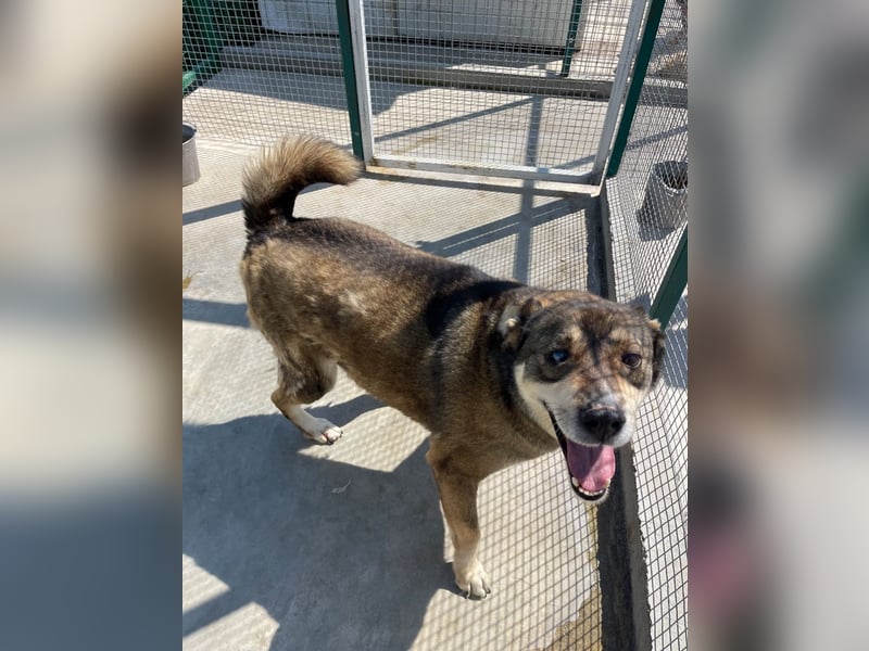 Ted - lieber, verschmuster Senior