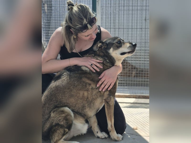 Ted - lieber, verschmuster Senior