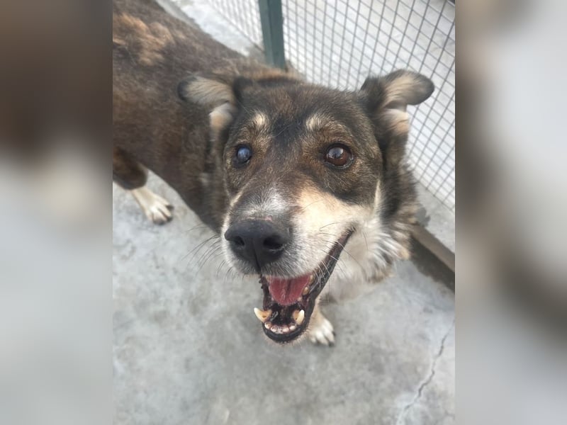 Ted - lieber, verschmuster Senior