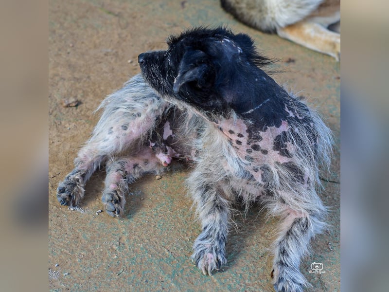 Bubu - sucht Ruhe auf dem Sofa