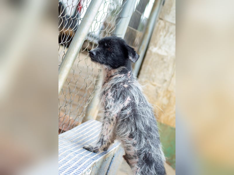 Bubu - sucht Ruhe auf dem Sofa