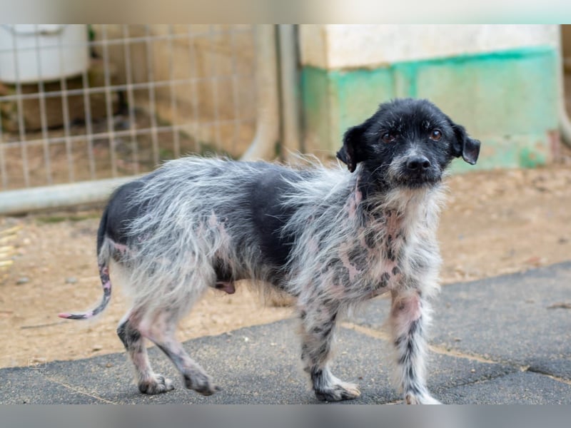 Bubu - sucht Ruhe auf dem Sofa