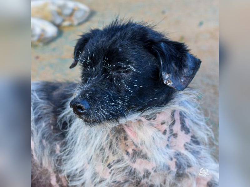 Bubu - sucht Ruhe auf dem Sofa