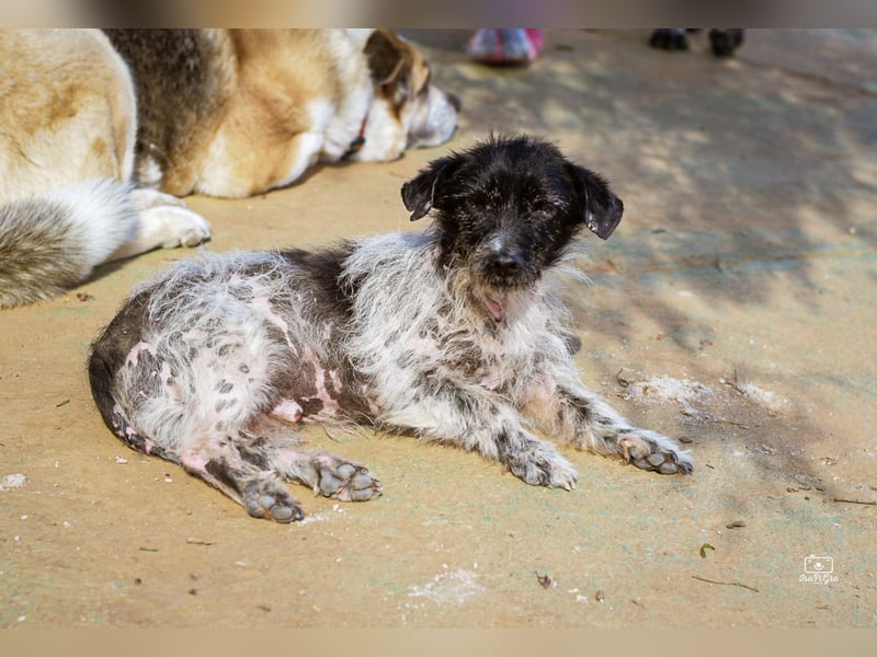 Bubu - sucht Ruhe auf dem Sofa