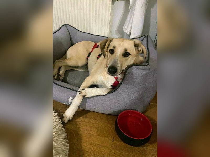 Ginny sucht ein neues Zuhause