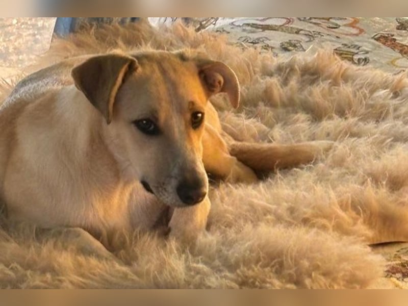 Ginny sucht ein neues Zuhause