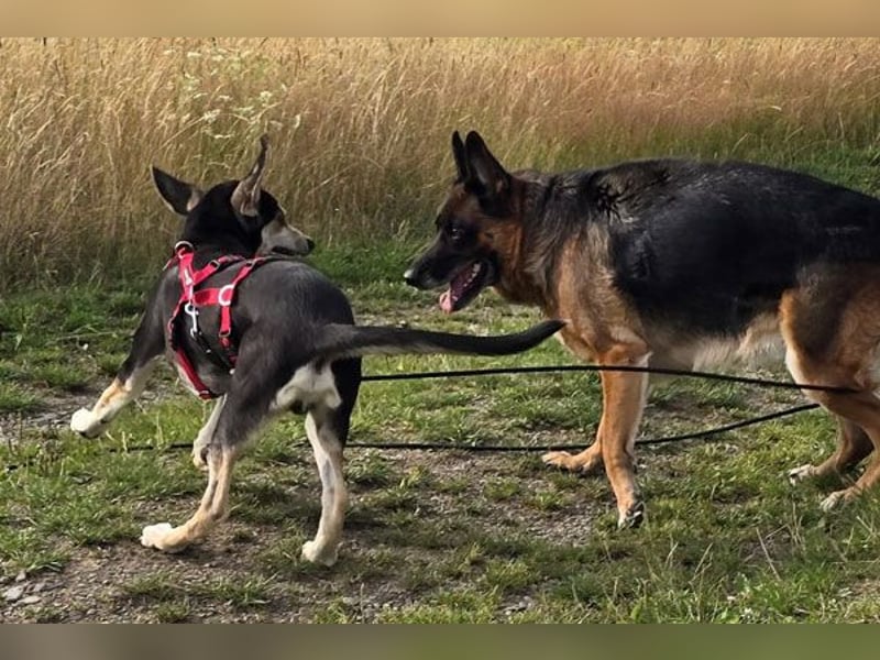 Emanuele warte auf Dich!