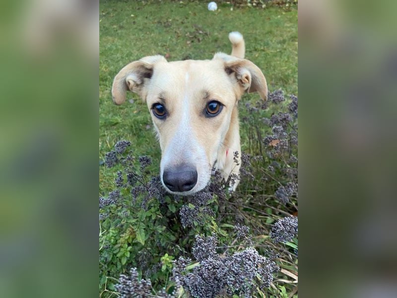 Ginny sucht ein neues Zuhause