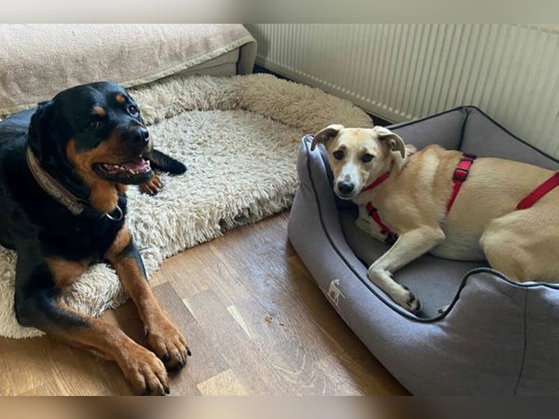 Ginny sucht ein neues Zuhause