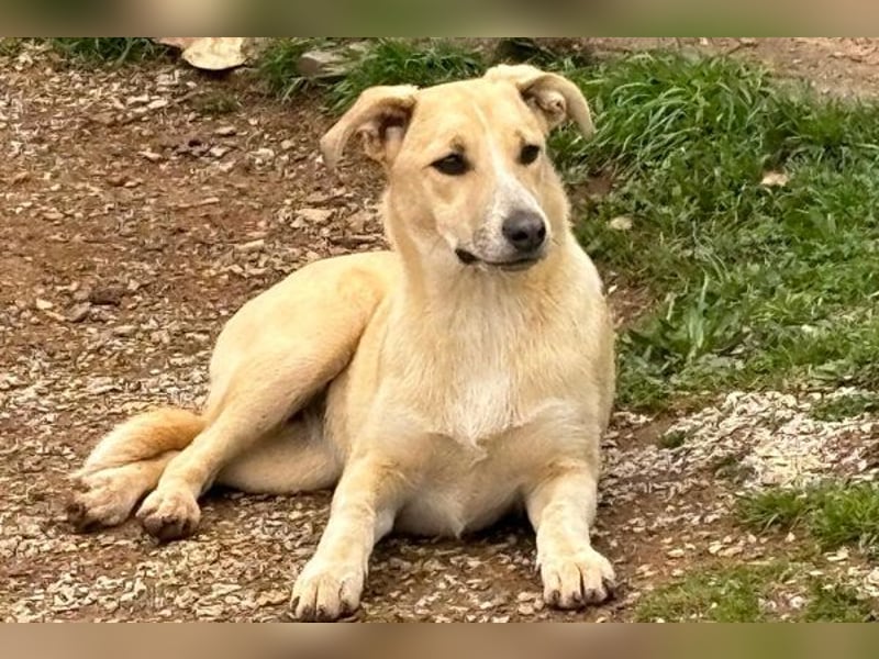 Ginny sucht ein neues Zuhause