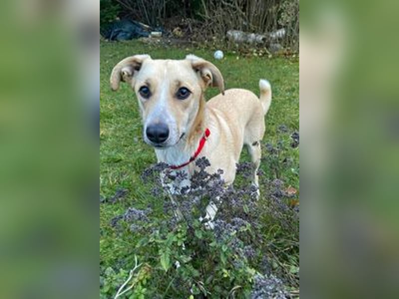 Ginny sucht ein neues Zuhause