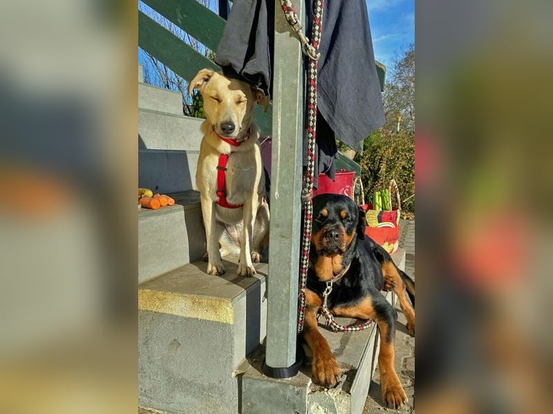 Ginny sucht ein neues Zuhause