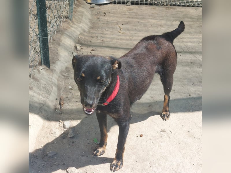 Hundekind Erika sucht schönes Körbchen