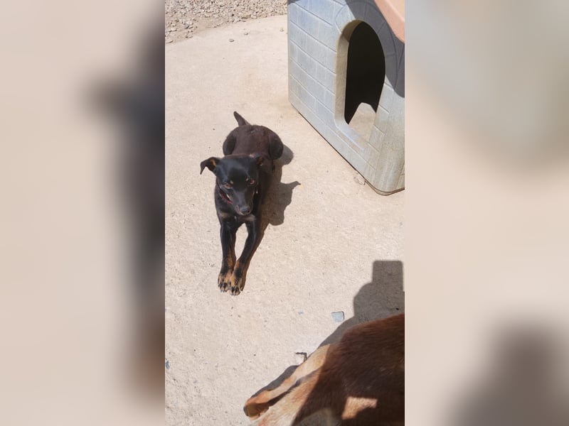 Hundekind Erika sucht schönes Körbchen