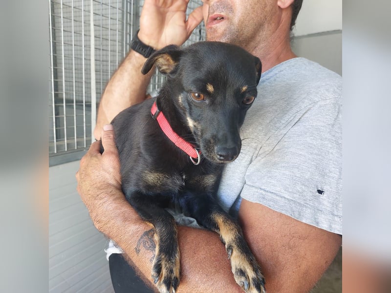 Hundekind Erika sucht schönes Körbchen