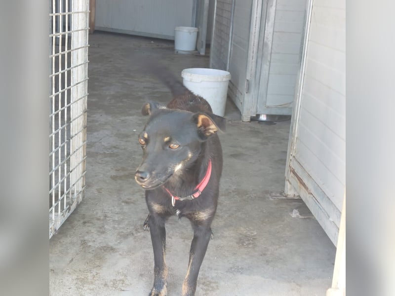 Hundekind Erika sucht schönes Körbchen
