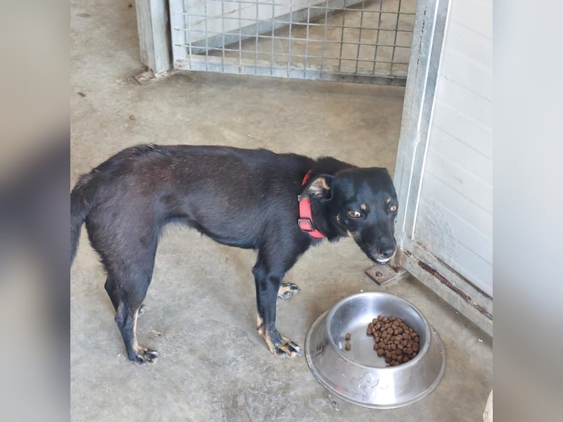 Hundekind Erika sucht schönes Körbchen