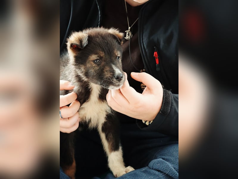 NEMO - zauberhafter Junghund sucht seine Familie