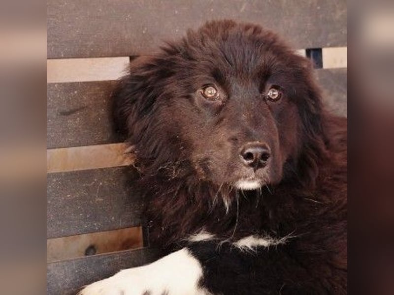 VELVET - zauberhaftes, kleines Welpenmädchen