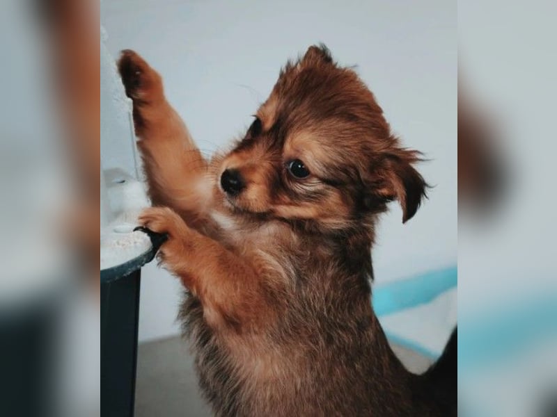NORBERT - süßer, kleiner Kerl sucht seine Familie