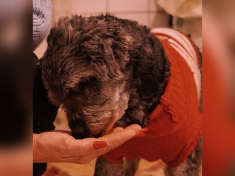 Rocky hat endlich eine liebe Familie verdient