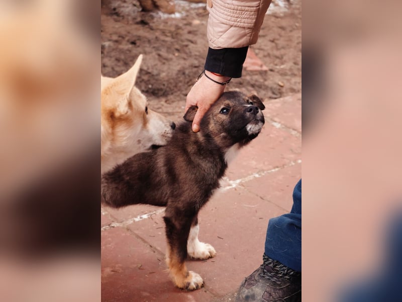 NEMO - zauberhafter Junghund sucht seine Familie