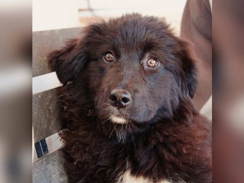 VELVET - zauberhaftes, kleines Welpenmädchen