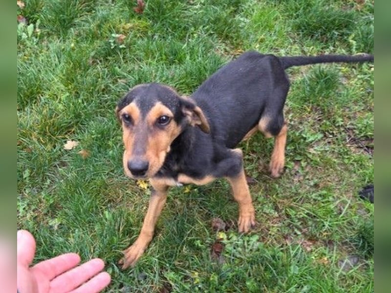 THEO - zauberhafter Junghund sucht seine Familie