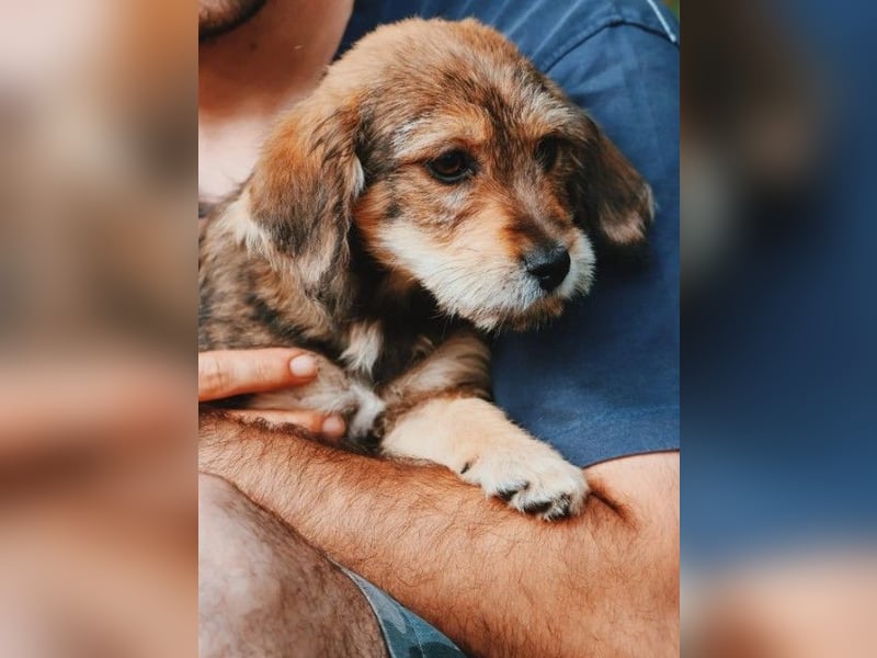 DUSTY - süßer Welpenjunge sucht seine Menschen