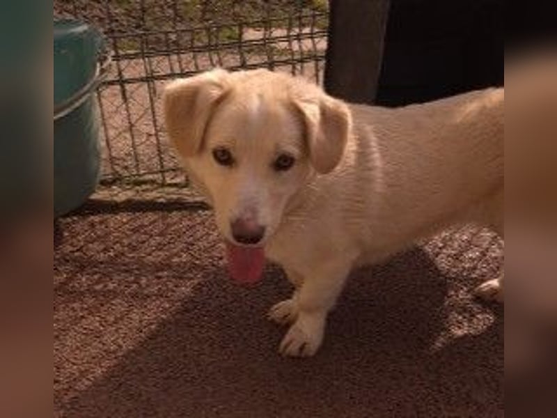 EMMI - fröhliche, menschenbezogene Junghündin